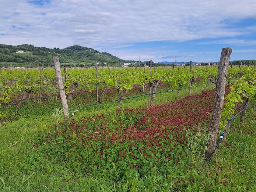 AGRITURISMO Casa Riz Affittacamere Cormòns Esterno foto