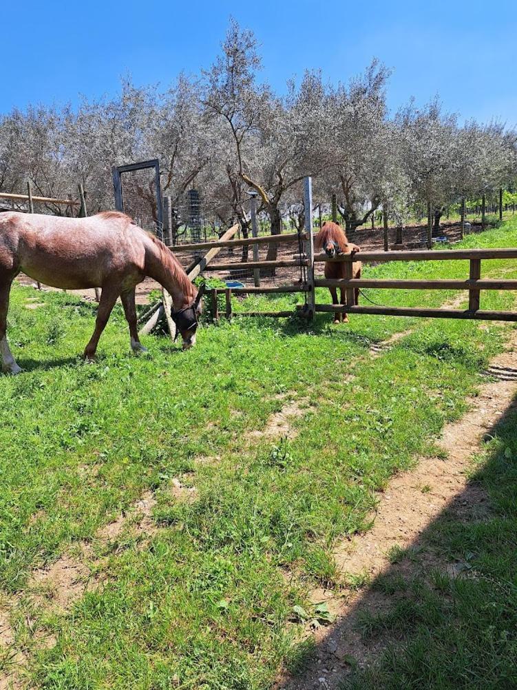 AGRITURISMO Casa Riz Affittacamere Cormòns Esterno foto